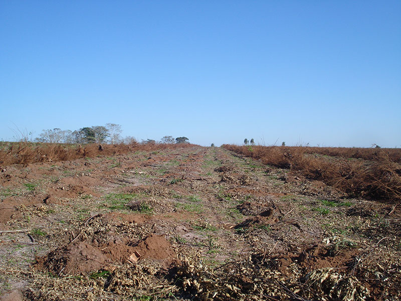 Cavaco de Destocamento